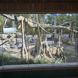 buff-cheeked gibbon exhibit