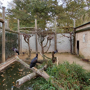 Abdim's stork + hamerkop aviary