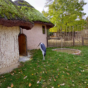 Marabou stork outdoor exhibit