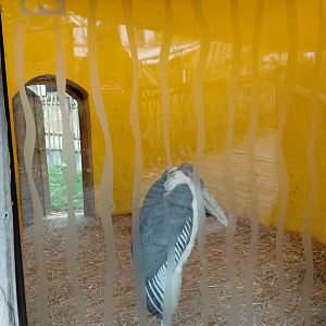 Marabou stork indoor exhibit