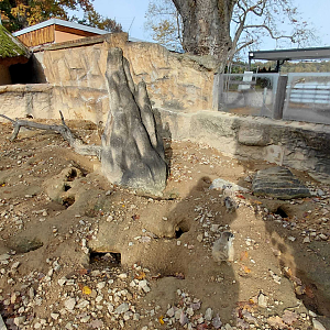 Meerkat outdoor exhibit