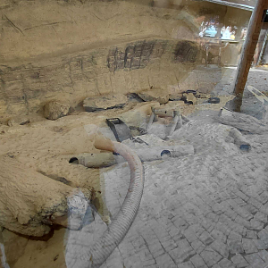 Meerkat indoor exhibit