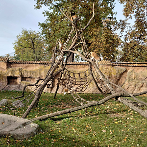Patas monkey outdoor exhibit