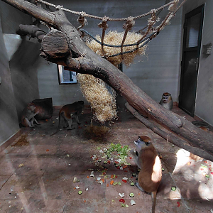 Patas monkey indoor exhibit