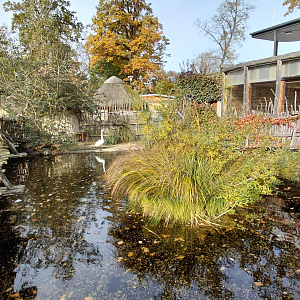 Swan / crocodile exhibit