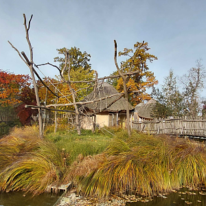Ring-tailed lemur island
