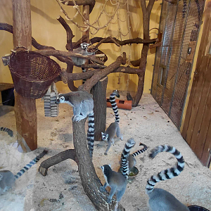Ring-tailed lemur indoor exhibit