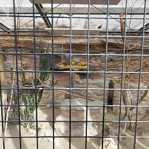 Rock hyrax + lovebird indoor exhibit