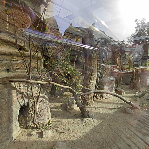 Rock hyrax + lovebird indoor exhibit