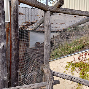 Rock hyrax + lovebird outdoor exhibit