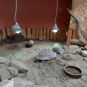 Leopard tortoise indoor exhibit