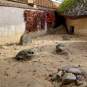 Leopard tortoise outdoor exhibit