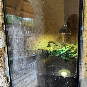 West African mud turtle exhibit