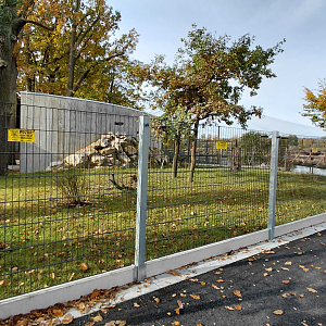 Reeves's muntjac exhibit