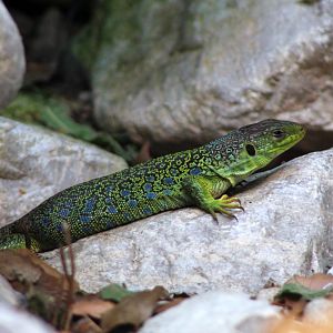 Ocellated Lizard