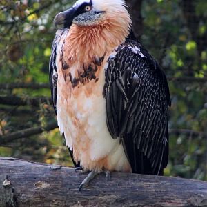 Bearded Vulture