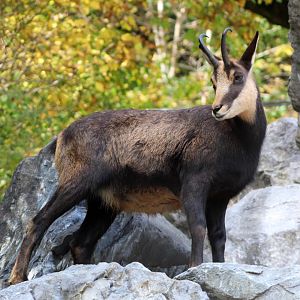 Chamois