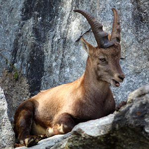 Alpine Ibex