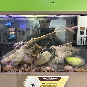 tailless whip scorpion terrarium