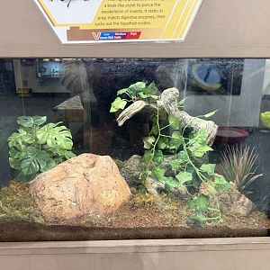 white spot assassin bug terrarium