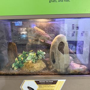 samandoa cave cockroach exhibit