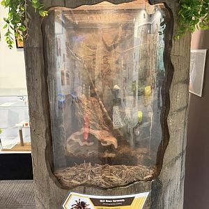 red knee tarantula exhibit