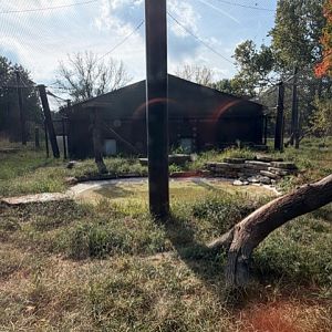 amur leopard enclosure