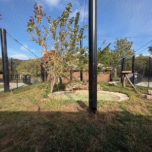 black african leopard exhibit