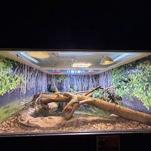 caiman lizard exhibit