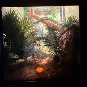 red tailed ratsnake terrarium