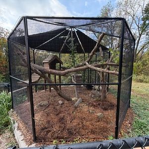 north american porcupine exhibit