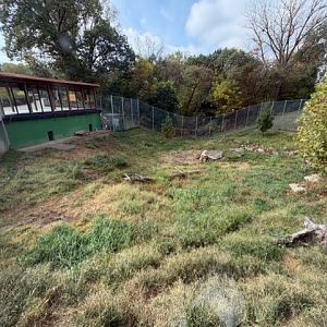 african wild dog exhibit