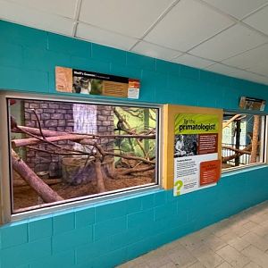 indoor wolf's geuneon and allen swamp monkey exhibit