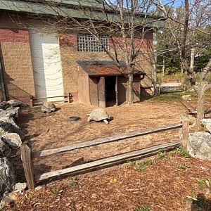 aldabra tortoise yard