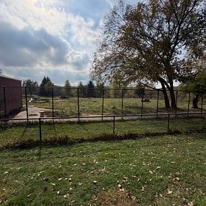 bactrian camel exhibit