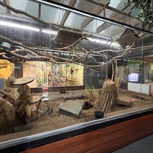 rock hyrax and meerkat exhibit