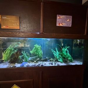 axolotl tank