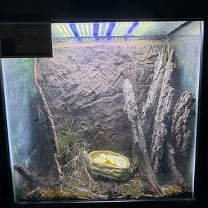 madagascar hssing cockroach terrarium