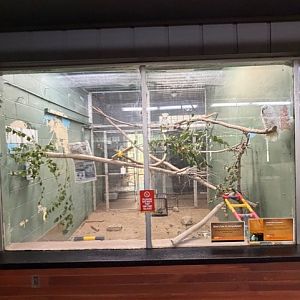 umbrella cockatoo exhibit