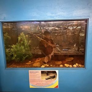marbled lungfish tank