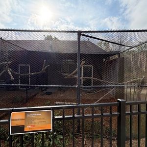 red tailed hawk exhibit