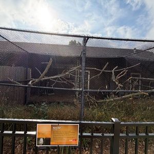 barn owl exhibit