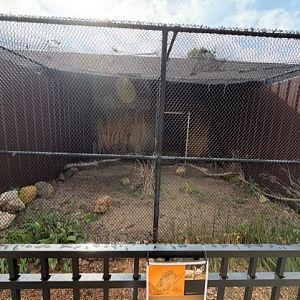 outdoor fennec fox enclosure