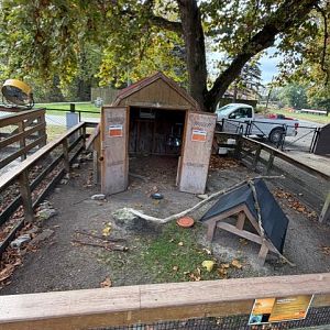 leopard tortoise exhibit