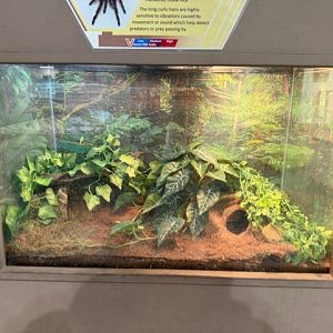 chilean rose tarantula terrarium