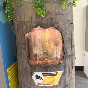 veracruz red rump tarantula exhibit