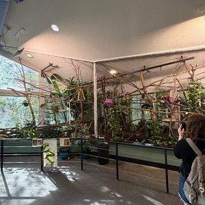 red handed tamarin exhibit