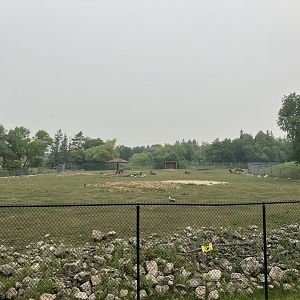 Grasslands & Boreal Forests - American Elk Exhibit
