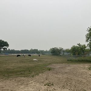 Grasslands & Boreal Forests - American Bison Exhibit