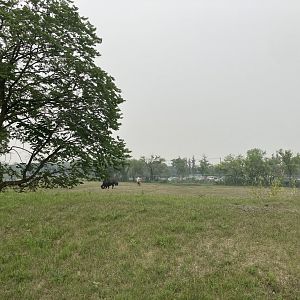 Grasslands & Boreal Forests - American Bison Exhibit